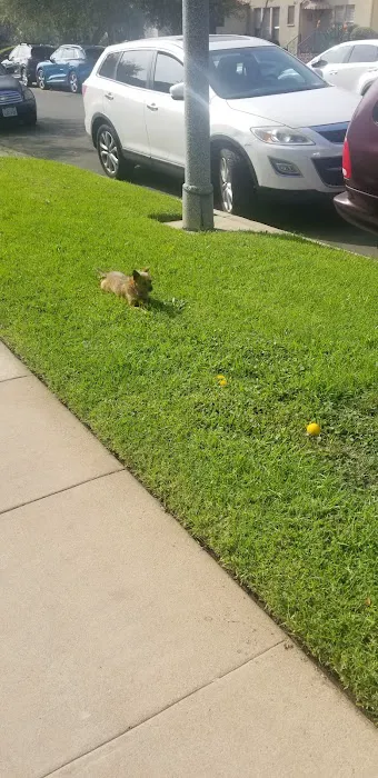 Hollywood Cat And Dog Hospital 2