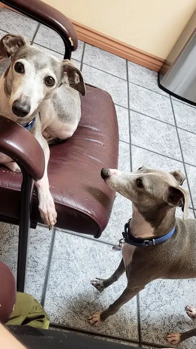 Hollywood Cat And Dog Hospital 3