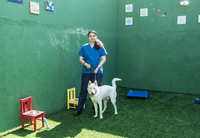 Hollywood Cat And Dog Hospital 9