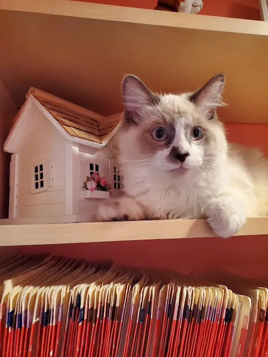 Hollywood Cat And Dog Hospital 5