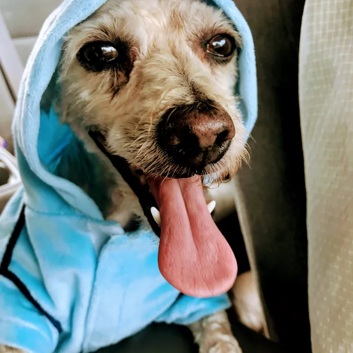 Hollywood Cat And Dog Hospital 10