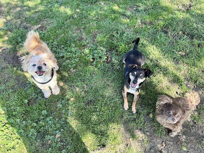 Animal Wellness Centers 2
