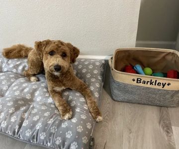 Animal Wellness Centers