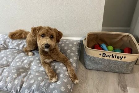 Animal Wellness Centers
