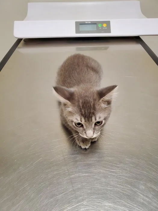 VCA Marina Bay Cities Animal Hospital 8