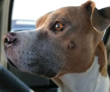 Mar Vista Animal Medical Center