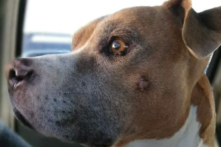 Mar Vista Animal Medical Center