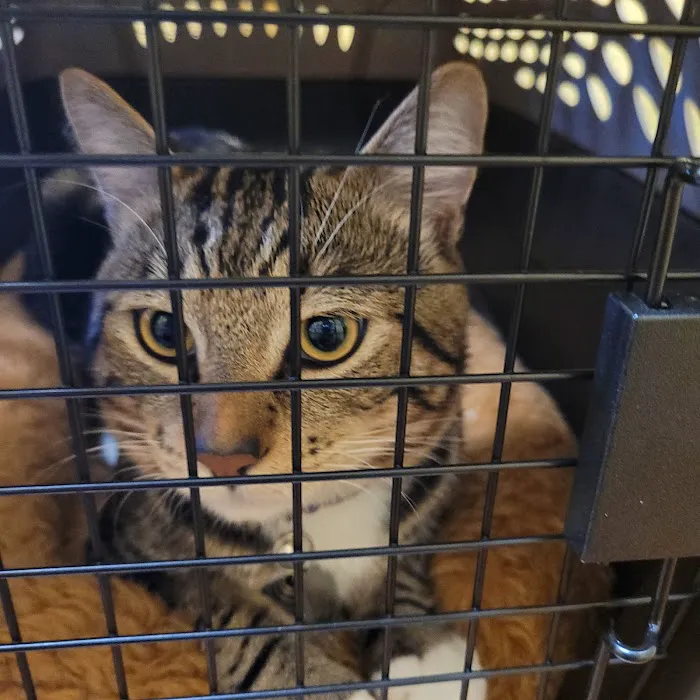 Mar Vista Animal Medical Center 12