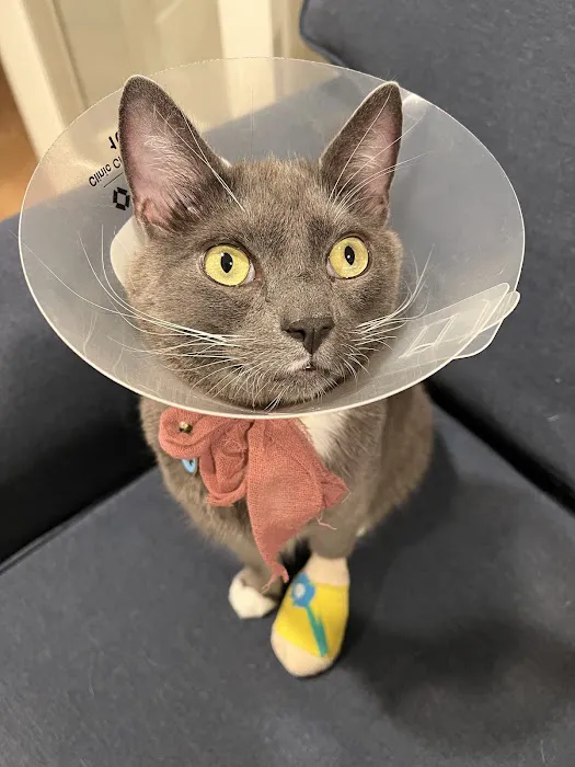 VCA Animal Hospitals Urgent Care - Mar Vista 12