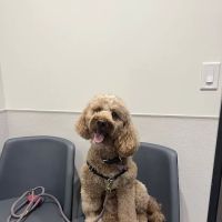 VCA Animal Hospitals Urgent Care - Mar Vista ico