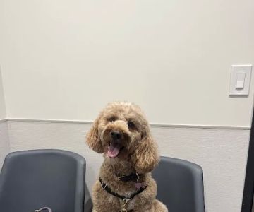 VCA Animal Hospitals Urgent Care - Mar Vista