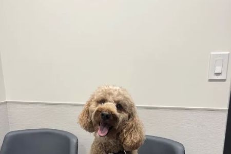 VCA Animal Hospitals Urgent Care - Mar Vista