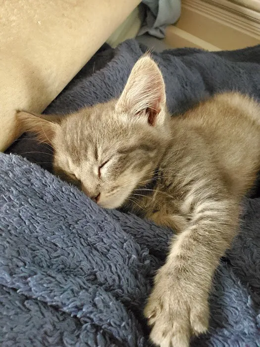 VCA Animal Hospitals Urgent Care - Mar Vista 12