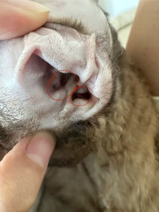 Urgent Care Animal Hospital 3