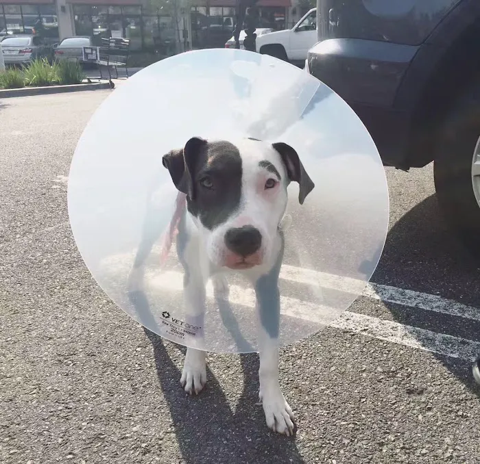 Banfield Pet Hospital 12