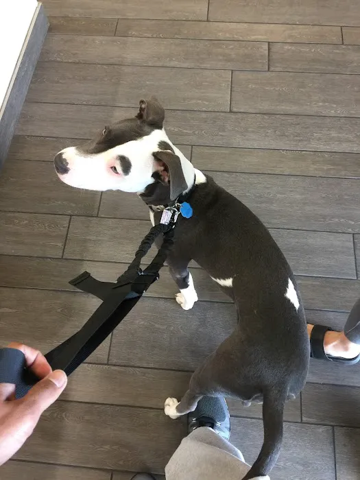 Banfield Pet Hospital 12