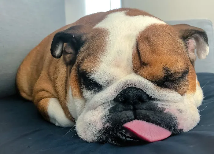 Banfield Pet Hospital 12