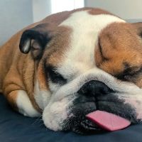 Banfield Pet Hospital ico