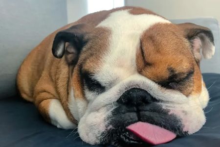 Banfield Pet Hospital