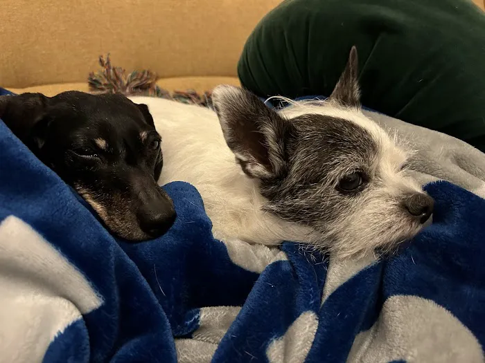 Banfield Pet Hospital 12