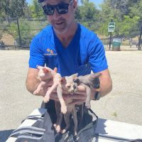 Low Cost Pet Vaccines Eagle Rock Dog Park ico