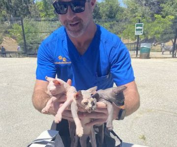 Low Cost Pet Vaccines Eagle Rock Dog Park
