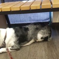 Banfield Pet Hospital ico