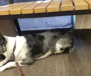 Banfield Pet Hospital