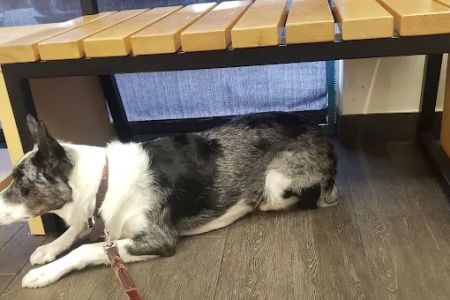Banfield Pet Hospital