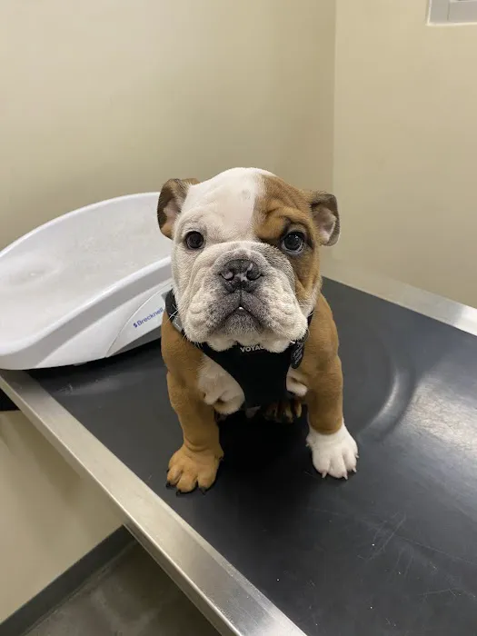Vetco Total Care Animal Hospital 8