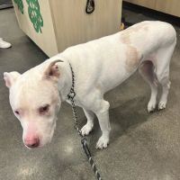 Vetco Total Care Animal Hospital ico