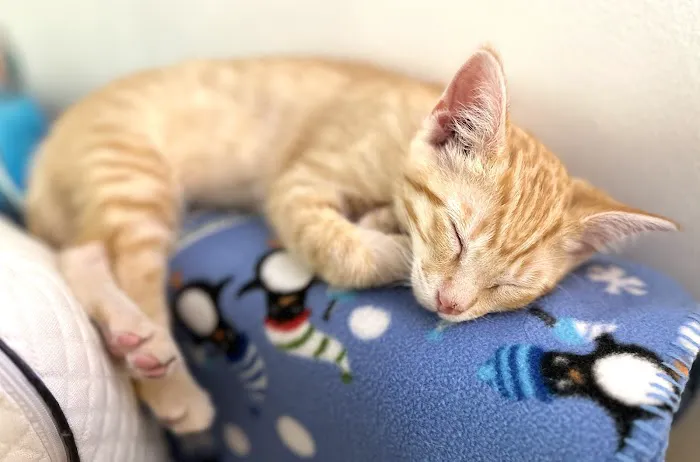 Vetco Total Care Animal Hospital 9