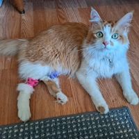 Animal Specialty Group Inc: Sullivan Stacey DVM ico