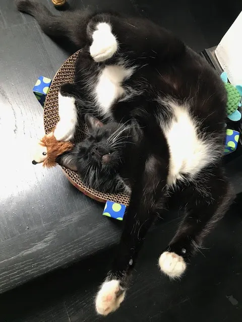 Home Pet Doctor 1