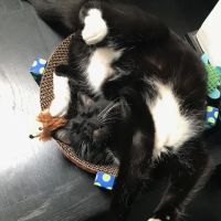 Home Pet Doctor ico