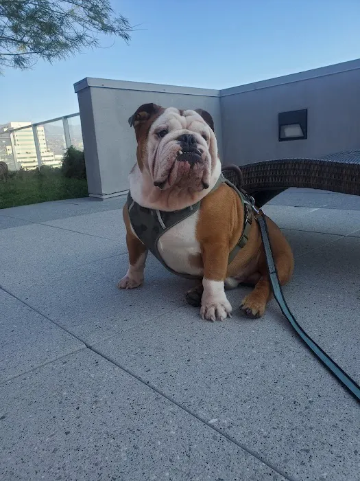 Glendale Small Animal Hospital 12