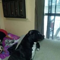 Glendale Small Animal Hospital ico