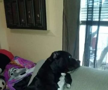 Glendale Small Animal Hospital