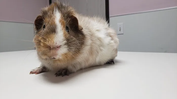 Glendale Small Animal Hospital 12