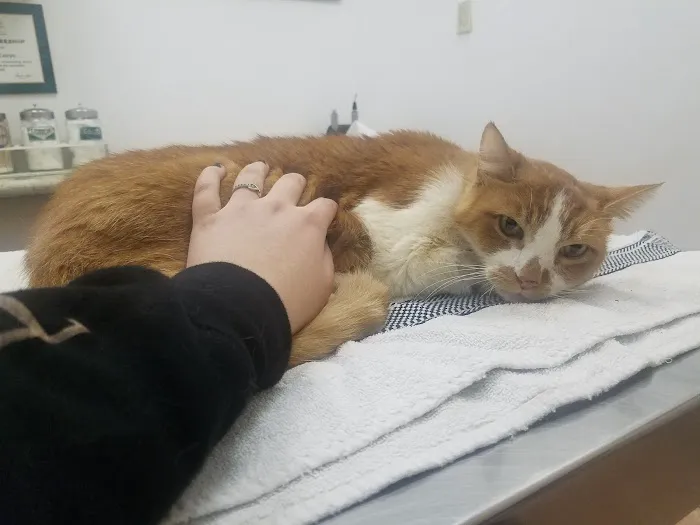 Laurel Pet Hospital: Seoud Moustafa T DVM 2