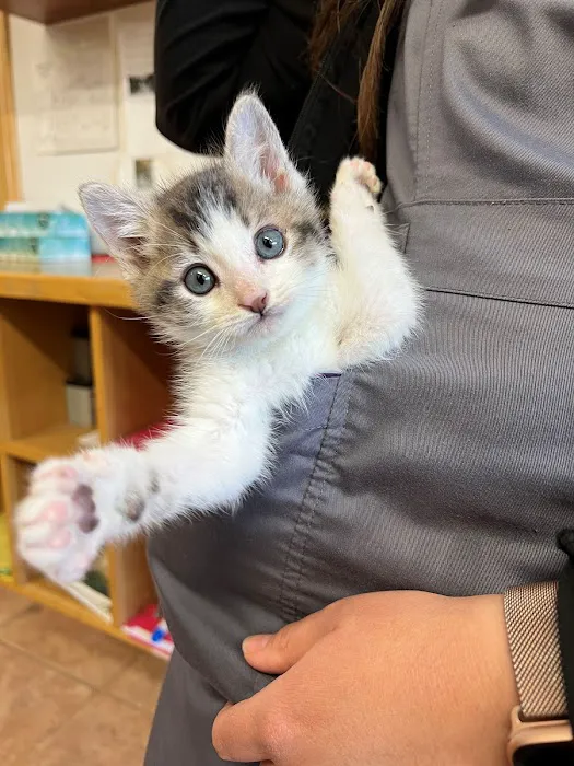 Laurel Pet Hospital 8