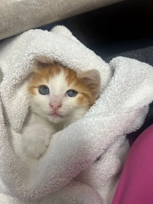 Laurel Pet Hospital 4