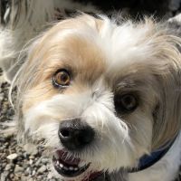 VCA TLC Animal Hospital ico