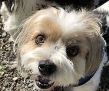 VCA TLC Animal Hospital