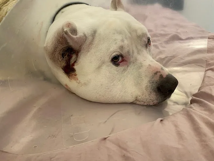 VCA TLC Animal Hospital 6
