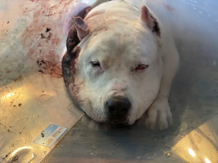 VCA TLC Animal Hospital 10