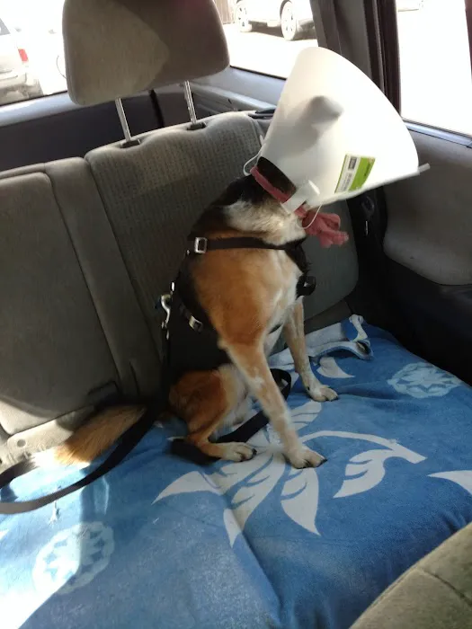 VCA Los Angeles Veterinary Specialists 6