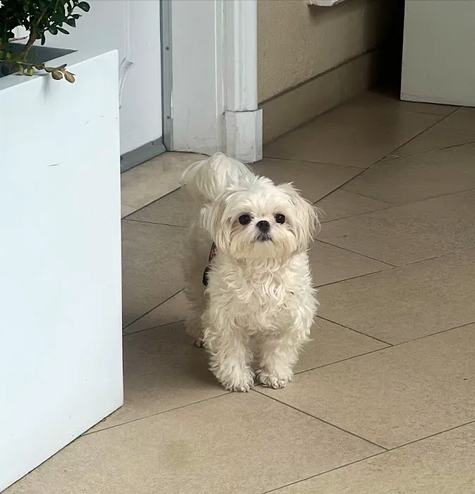 West Hollywood Animal Hospital 6
