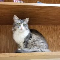 West Hollywood Animal Hospital ico
