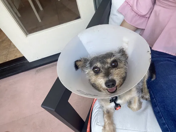 West Hollywood Animal Hospital 3
